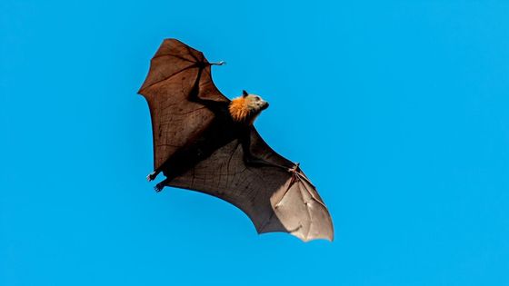 La chauve-souris vole non pas avec ses bras, comme les oiseaux, mais avec ses mains. ©Getty - Avalon