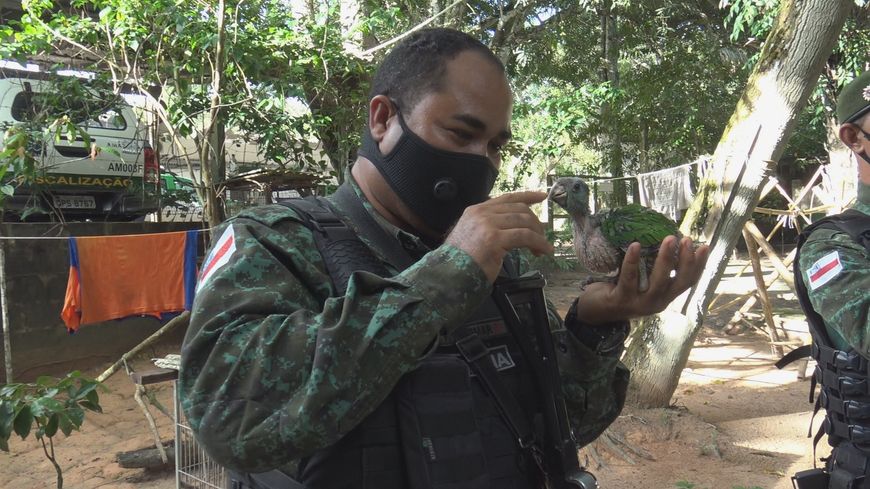 Le bataillon environnemental de Manaus surveille les filières du trafic d'animaux sauvages.