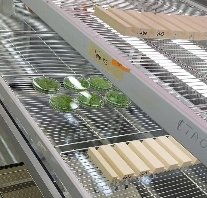 Dans les locaux de l'Institut national de la recherche agronomique qui multiplie les recherches sur les NBT.