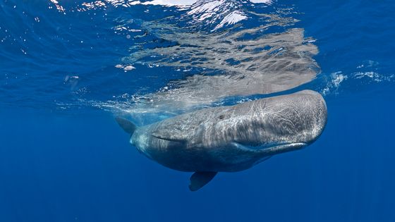 Cachalot (Physeter macrocepahalus) sous la surface de l'eau, Pico, Açores. ©Getty - SeaTops