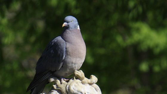 Pigeon perché sur statue (détail) @ Gabri Pigna EyeEm ©Getty