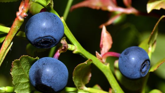 Les myrtilles, fruits rouges produits par diverses espèces du genre Vaccinium. ©Getty - Terje Håheim