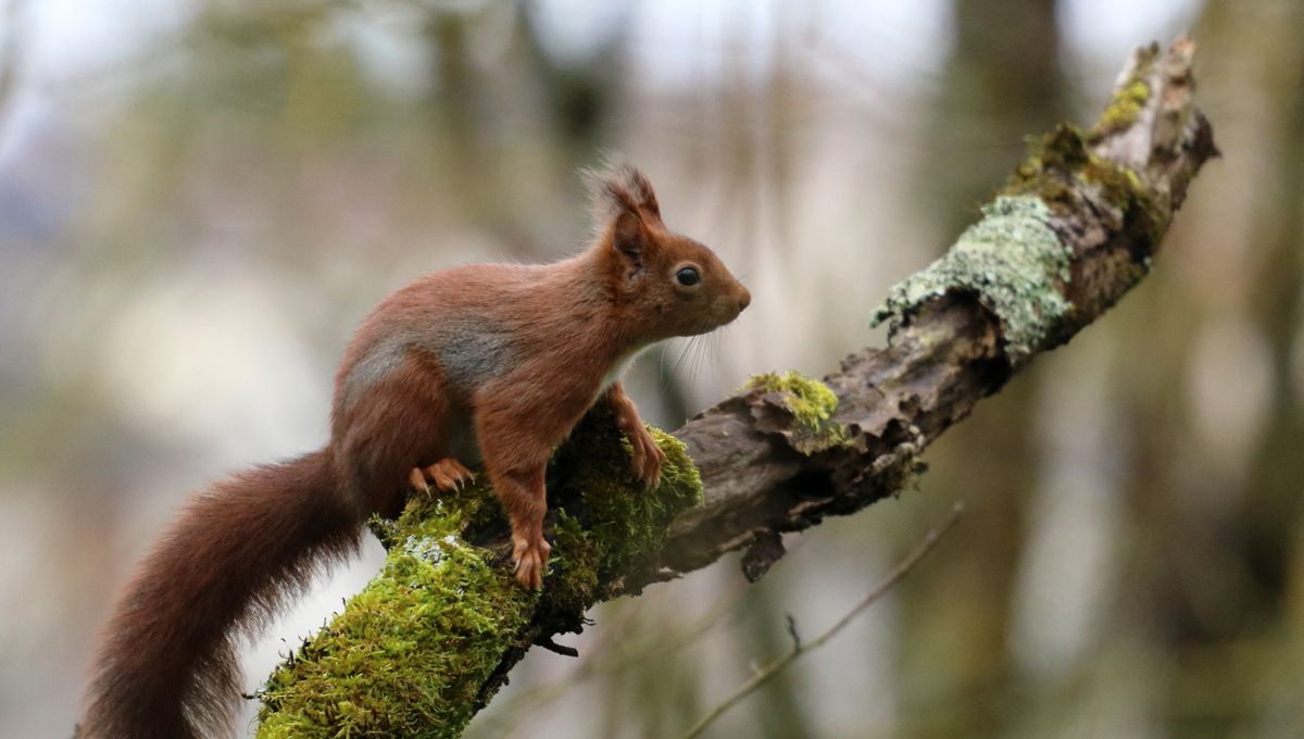 Un Appel Aux Dons De Noisettes Pour Les Ecureuils Orphelins De Buoux