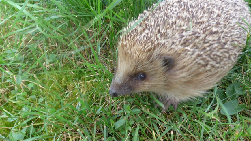 Avec l’arrivée du printemps, l’animal nocturne sort d’hibernation et se déplace pour reprendre des forces et trouver un partenaire de reproduction. C’est donc la période idéale pour l’observer.