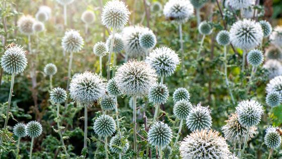 L'azurite ou oursin bleu est une plante vivace appartenant au genre Echinops. ©Getty - Jacky Parker Photography