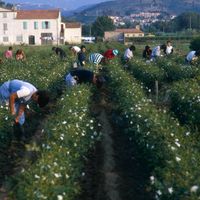 Récolte de jasmin à Grasse.