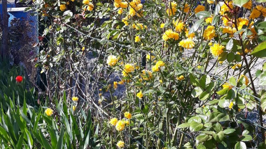 Jardins des vertus à Aubervilliers, avril 2020