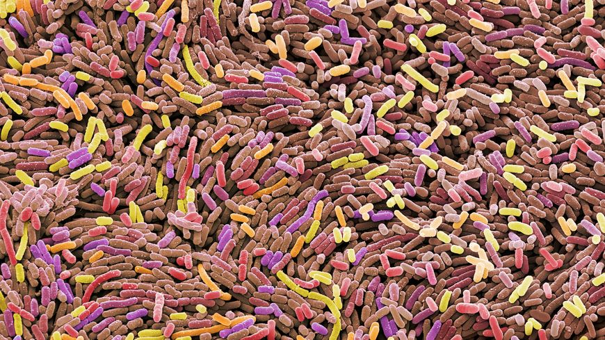 Le microbiote, une communauté de bactéries qui habite notre intestin (jusqu'à 1000 espèces différentes), est au cœur de très nombreuses recherches