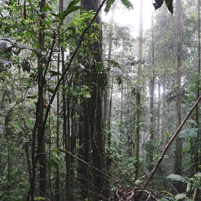 Une forêt en Guyane française