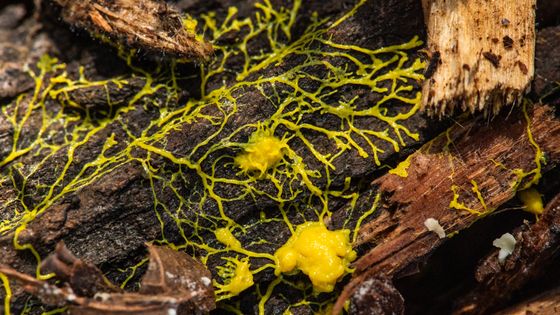 Le blob, un être unicellulaire unique en son genre - MNHN - François-Gilles Grandin