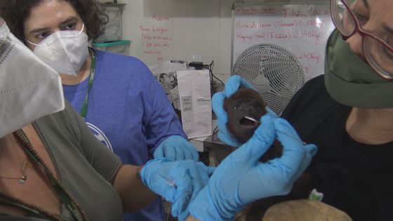 Les équipes scientifiques Ibama et Fiocruz effectuent des prélèvements à la recherche de virus émergents (avril 2021). ©Radio France - Gilles Gallinaro