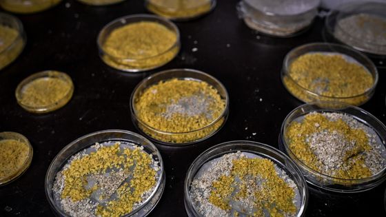 Plusieurs "Blob" aussi appelés "le Physarum polycephalum", une espèce unicellulaire unique en sens genre ©AFP - STEPHANE DE SAKUTIN