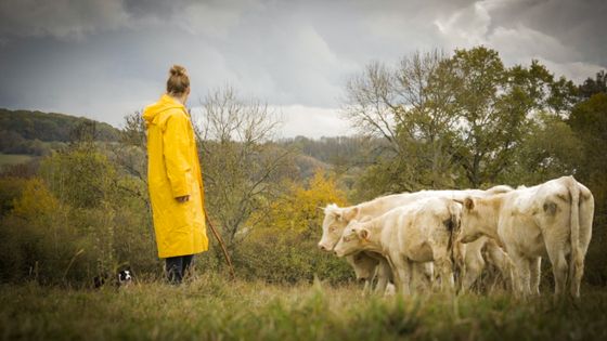 Emilie et ses vaches, sous la pluie. ©Radio France - Léa Minod