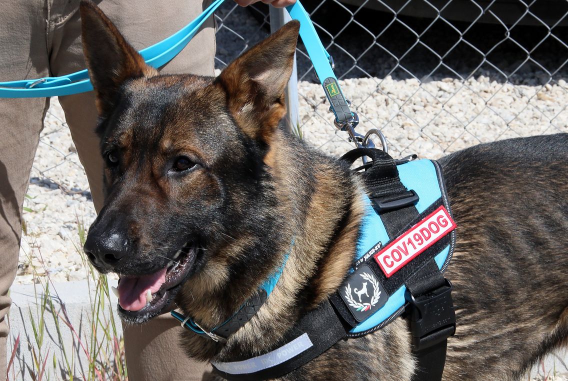 Un chien renifleur lors d'un entrainement pour apprendre à détecter la Covid-19, en Italie