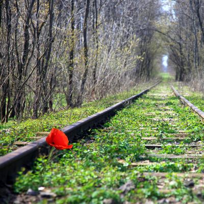 Coquelicot poussant sur des rails au cœur d'une forêt.