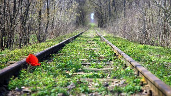 Coquelicot poussant sur des rails au cœur d'une forêt. ©Getty - Polarica