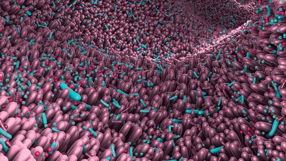 Microbiote intestinal ©Getty - CHRISTOPH BURGSTEDT/SCIENCE PHOTO LIBRARY