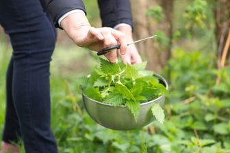 Cueillette d'orties dans un jardin. Cueillette d'orties dans un jardin.
