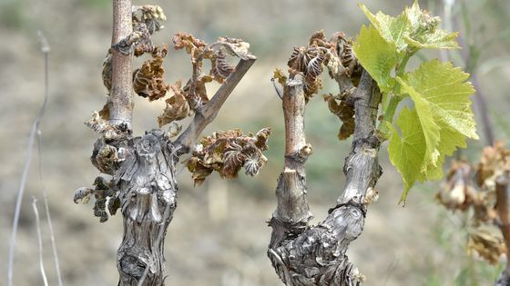 Gel tardif : aurons-nous des fruits (et du vin) cet été ? ©AFP - RAYMOND ROIG