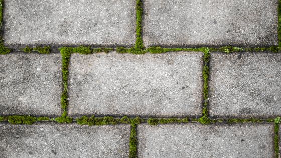 Verdir la ville grâce à la mousse ©Getty - Fernando Trabanco Fotografía