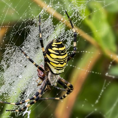Le festin de l'araignée