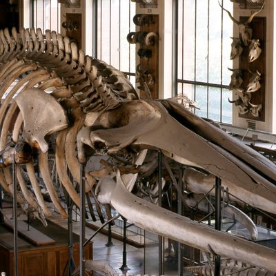 Le squelette du grand rorqual exposé dans le Grande Galerie de l'évolution au Muséum d'Histoire Naturelle de Paris