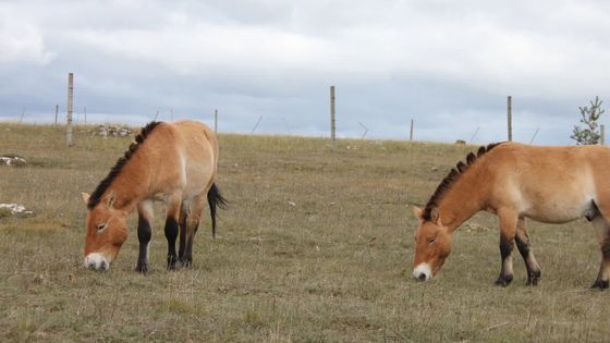 2 chevaux de Przewalski