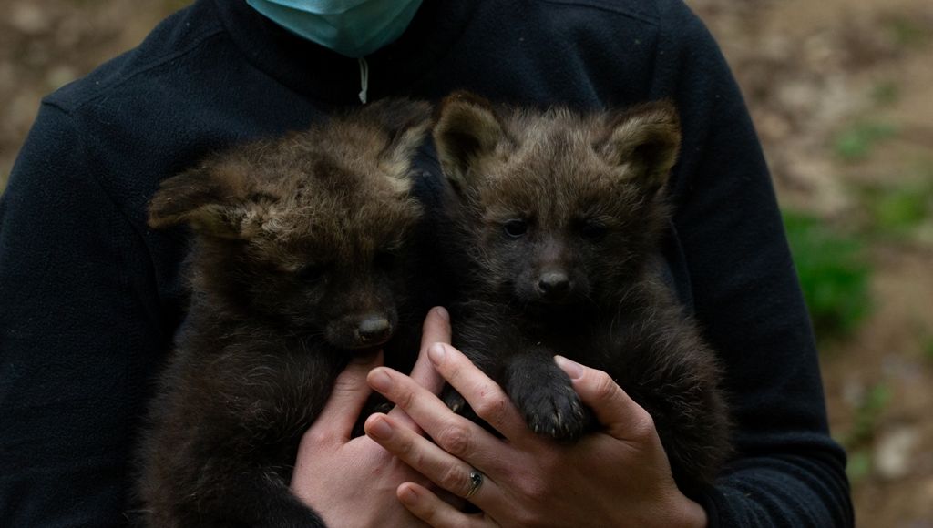 Photos Premiere Naissance De Louveteaux A La Reserve Zoologique De Calviac En Dordogne