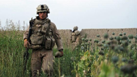 Soldat américain dans un champ de pavot à Garmsir en Afghanistan, en mai 2008. ©AFP - MASSOUD HOSSAINI /