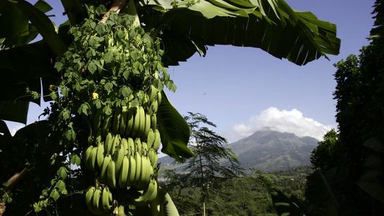 Bien que sa nocivité soit connue, l’insecticide chlordécone a été autorisé dans les Antilles entre 1972 et 1993 pour lutter contre le charançon du bananier ©AFP - Pascal Pavani