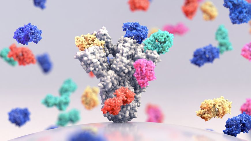 Anticorps se fixant à une protéine de pointe de coronavirus. Image d'illustration.