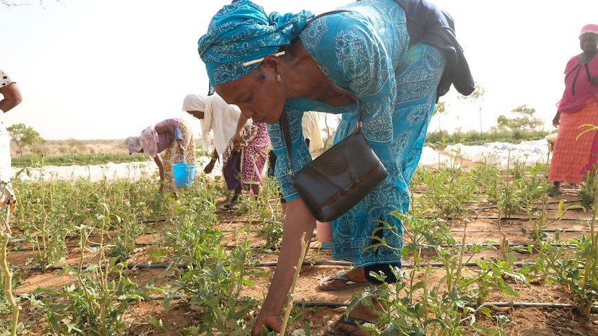 La ferme d'agriculture biologique de Souf près de la commune de Nguith où viennent travailler les femmes du village