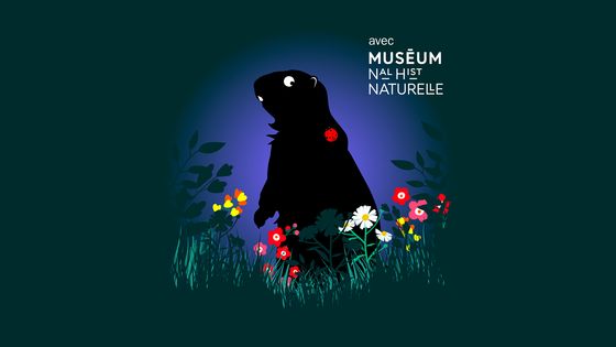 Bestioles : la marmotte ©Radio France - Fabienne Guévara