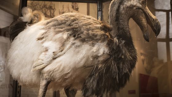 Espèce disparue, le Dodo est aujourd'hui une figure populaire, et sympathique - MNHN - Agnès Iatzoura
