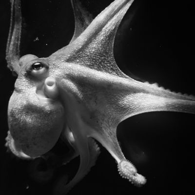 Poulpe en noir et blanc