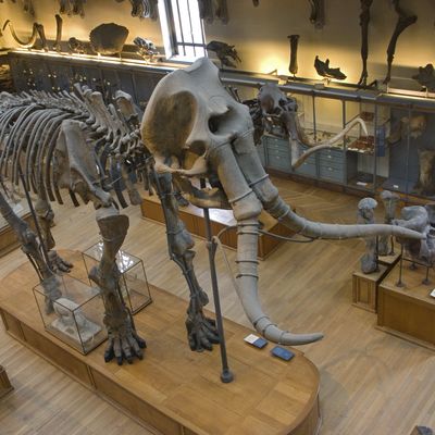 Présenté dans la Galerie de paléontologie, le Mammouth de Durfort est l'un des plus grands fossiles au monde
