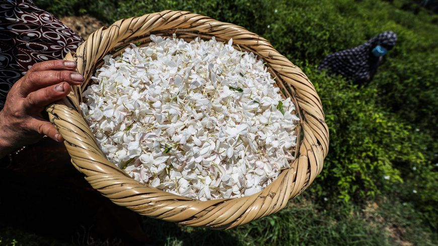 Récolte de jasmin.