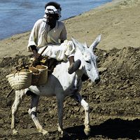 Homme chevauchant un âne blanc près d'une rivière