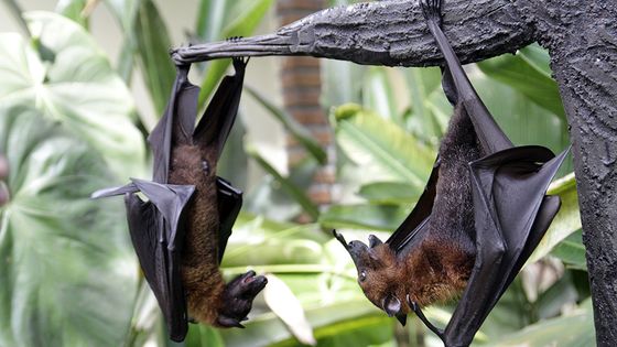Chauves-souris suspendues ©Getty