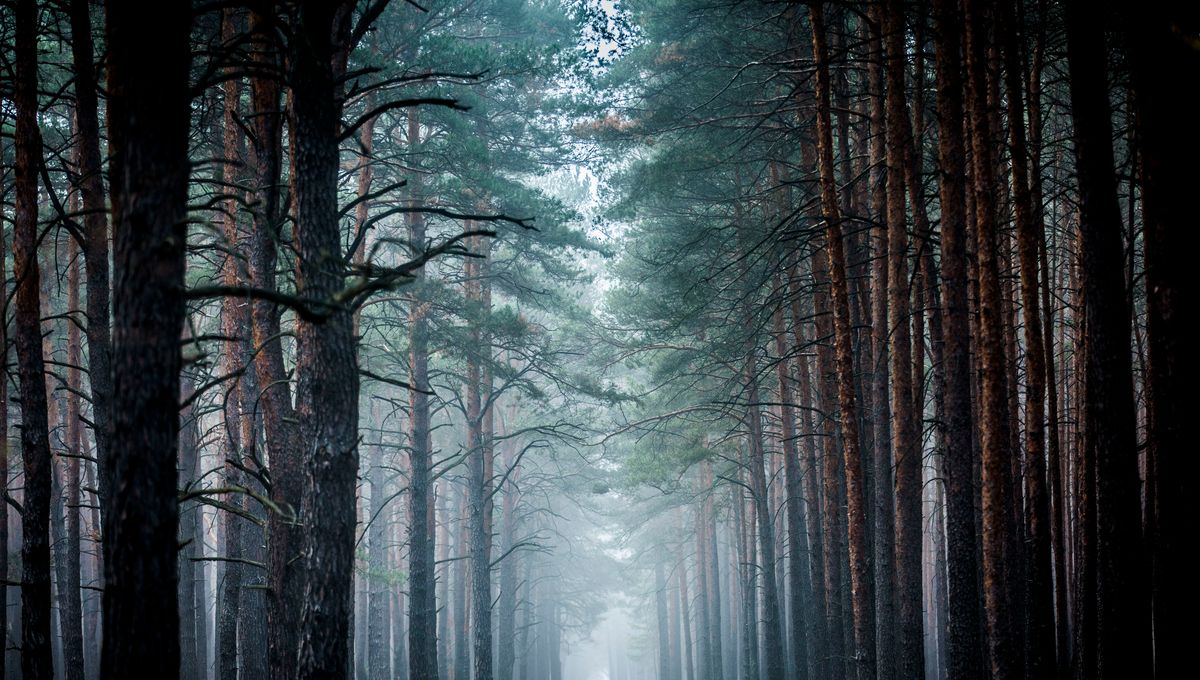 Les forêts fantômes, une nouvelle menace pour le climat - Vimarsana News