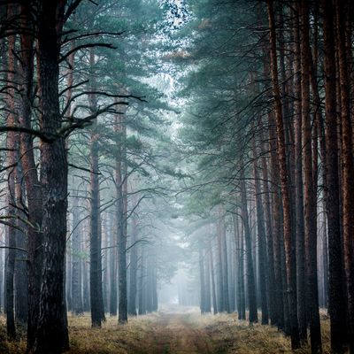 Les forêts fantômes, une nouvelle menace pour le climat.