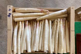 L'asperge du Blayais L'asperge du Blayais