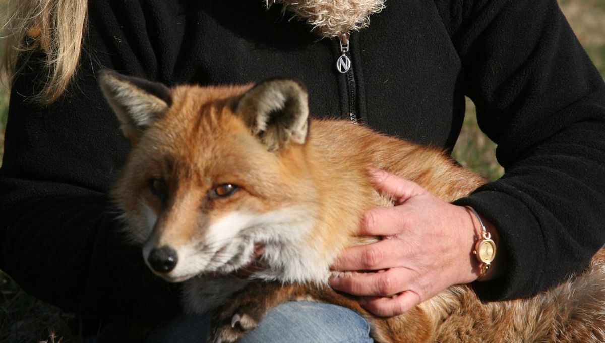 Le refuge pour animaux sauvages à SaintAndiol "les
