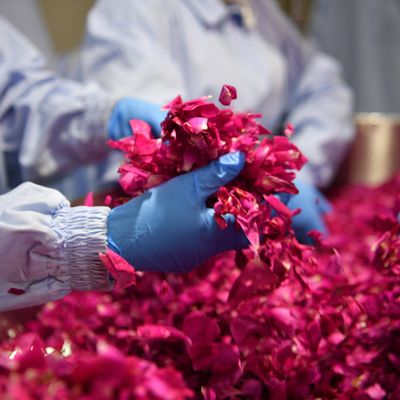 Jeudi 29 avril, l’UE a ouvert la voie à ce que certains produits agricoles au génome modifié échappent aux règles sur les OGM, afin d'encourager l'essor de biotechnologies dans l'agro-alimentaire.