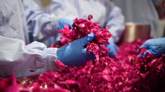 Jeudi 29 avril, l’UE a ouvert la voie à ce que certains produits agricoles au génome modifié échappent aux règles sur les OGM, afin d'encourager l'essor de biotechnologies dans l'agro-alimentaire. ©Getty - China News Service
