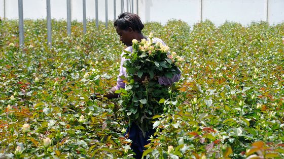 Au Kenya, la production de roses représente 2 000 hectares de superficie, 60 000 employés et rapportent 400 milliards de dollars à l’économie nationale. - SIMON MAINA
