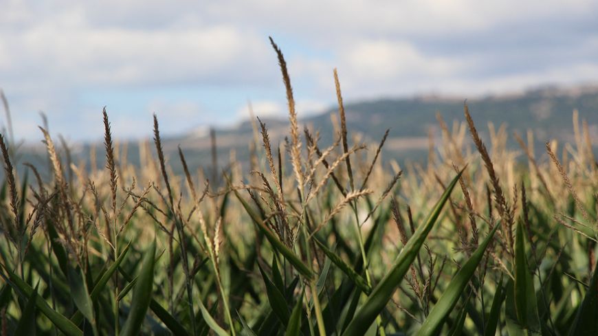 En France, fin 2019, le pourcentage de surfaces cultivées en bio se montait à 8,5%.