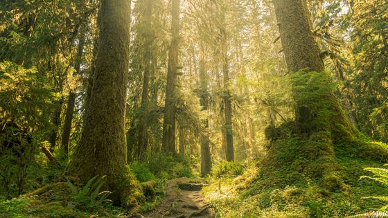 Les écosystèmes sont dits intègres quand leurs composantes autochtones abiotiques et biotiques (plantes, animaux et autres organismes) et leurs processus ou le déroulement des cycles biogéologiques et naturels sont intacts. ©Getty - Cavan Images