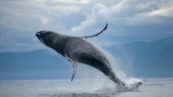 Il existe 14 espèces de baleines. Ici une baleine à bosse en Alaska. ©Getty - Paul Souders