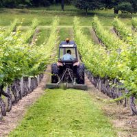 Un vigneron au travail sur le terroir des côtes de Saint-Mont dans le Gers.